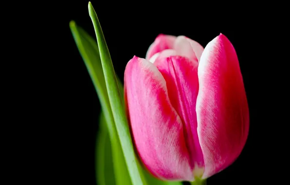 Picture macro, Tulip, spring, petals