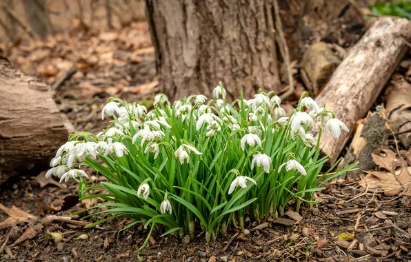 Forest, flowers, nature, tree, spring, snowdrops, log, white