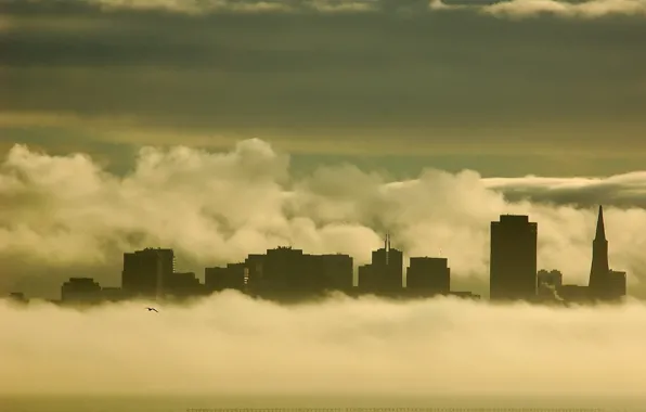 Picture building, Fog, Seagull