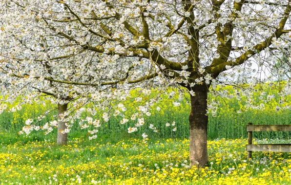 Trees, mood, dandelion, spring, flowering