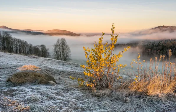 Winter, frost, forest, the sky, grass, light, snow, trees