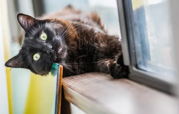 Eyes, cat, look, Koshak, lies