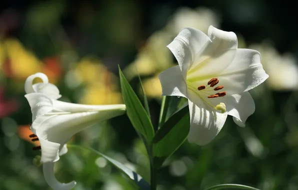 White, macro, Lily, buds