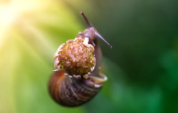 Macro, snail, monster, eaters