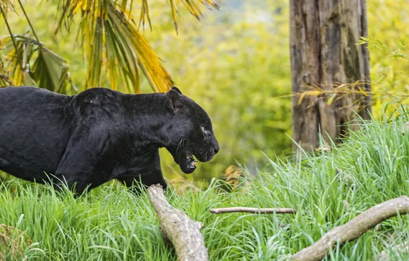 Picture cat, grass, black, Jaguar, ©Tambako The Jaguar