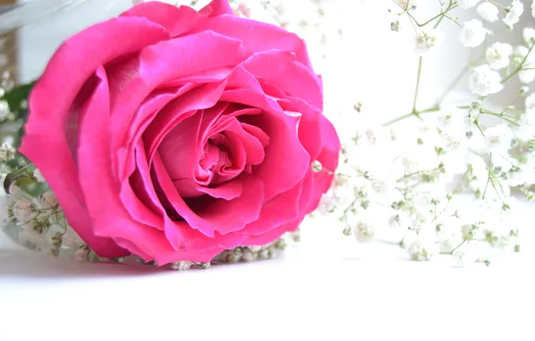 Picture flowers, pink, tenderness, rose