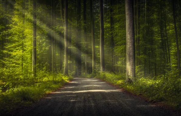 Picture road, forest, trees, rays of light