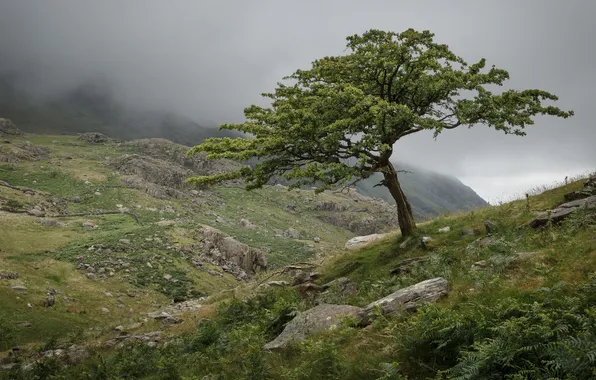 Greens, mountains, fog, stones, tree, overcast, hills, morning