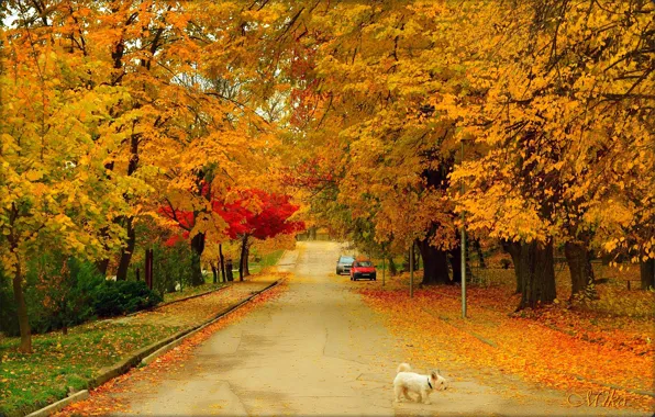Picture Road, Autumn, Dog, Dog, Fall, Autumn, Colors, Road