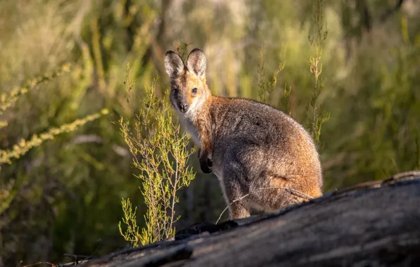 Look, kangaroo, cute