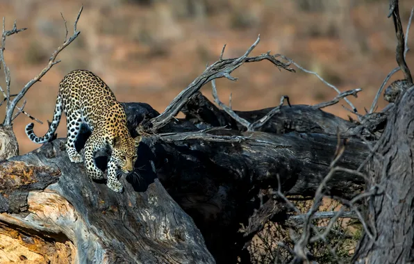 Tree, predator, spot, leopard