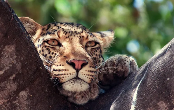 Picture eyes, tree, animal, Leopard, predator