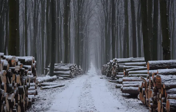 Winter, forest, wood