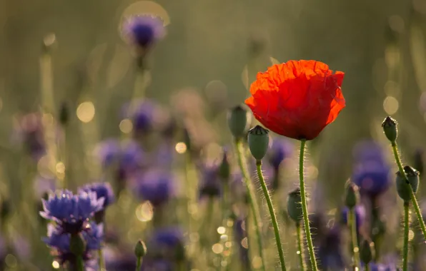 Picture field, flowers, red, background, Mac, cornflowers