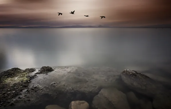 Sea, landscape, night, bird