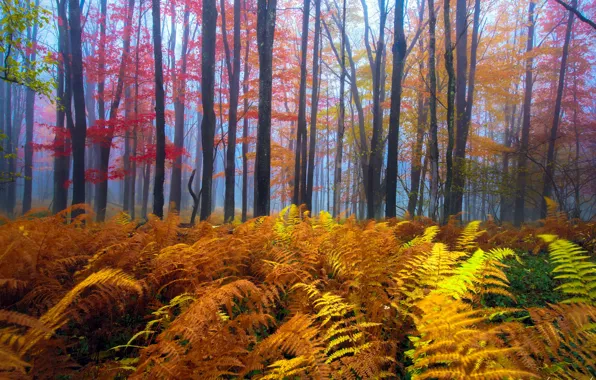 Picture autumn, forest, leaves, trees, fog