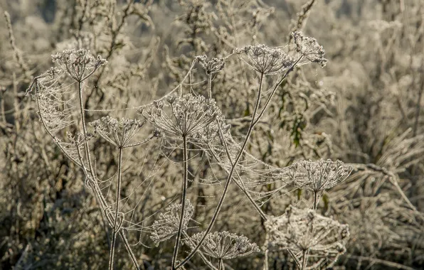 Frost, autumn, grass, dawn, October, morning, freezing