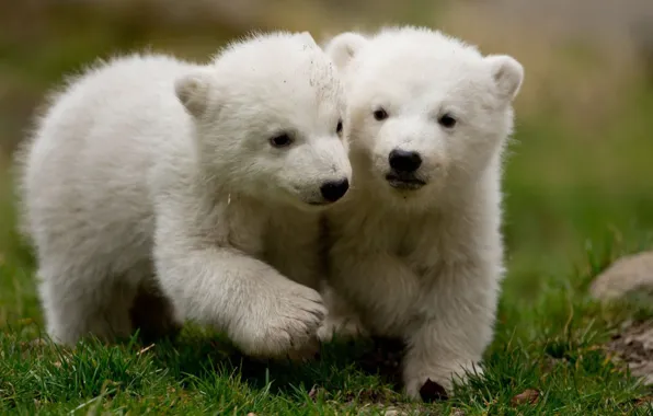 Picture white, animals, snow, polar bears, cubs