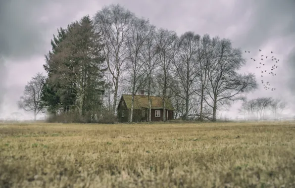 Picture field, bird, home, homeland