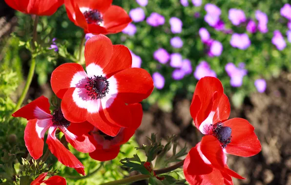 Picture Macro, Macro, Red poppies, Red flowers, Red poppy