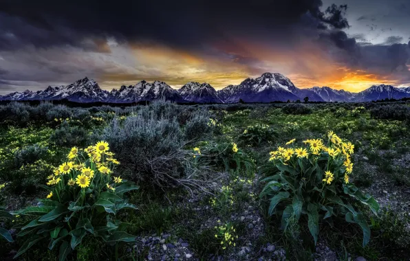 Picture flowers, sunrise, dawn, meadow, Wyoming, Wyoming, Grand Teton, Grand Teton National Park