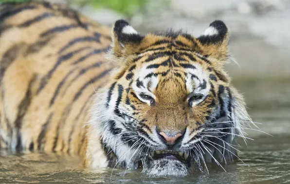 Picture cat, face, water, tiger, bathing, Amur, ©Tambako The Jaguar