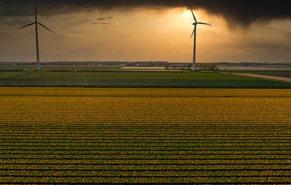 Field, the sky, clouds, flowers, strip, view, spring, dal