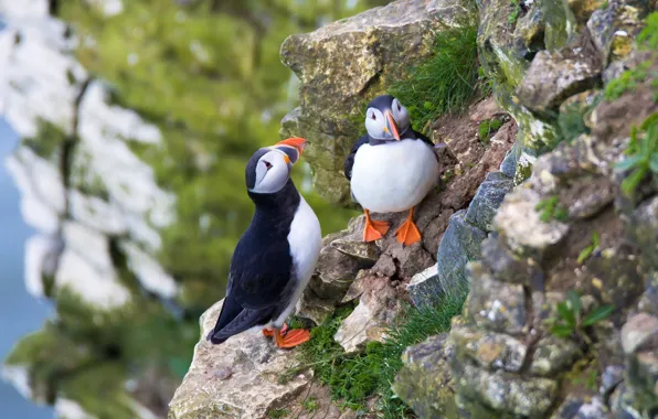 Grass, mountains, stones, bird, stalled