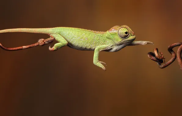 Picture lizard, Chameleon, use the force