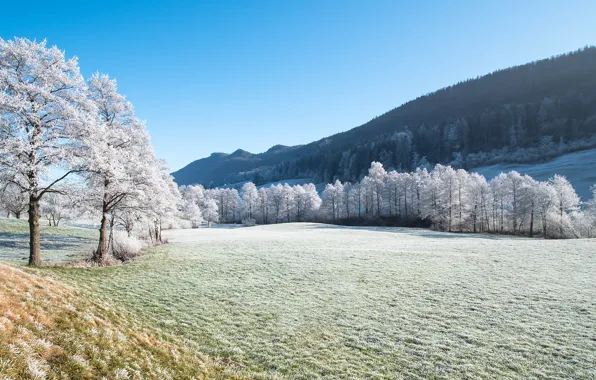 Picture winter, frost, field, forest, grass, light, snow, trees