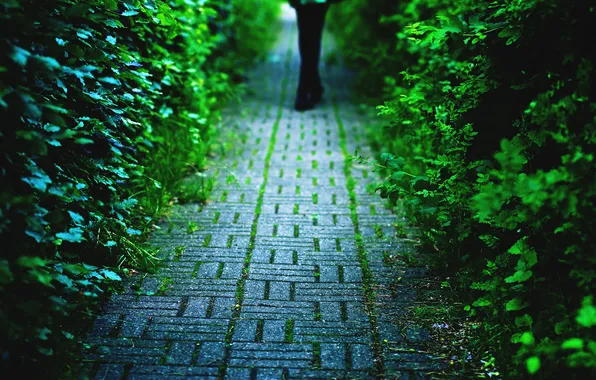 Nature, feet, the bushes, alley, macadam