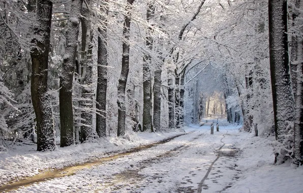 Winter, road, landscape