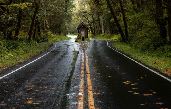 Road, autumn, forest