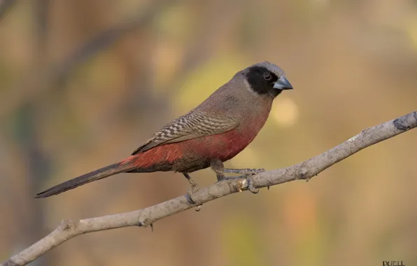 Sprig, background, bird, DUELL ©