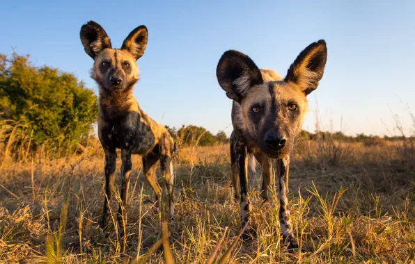 Picture look, dog, predator, Africa, Wild