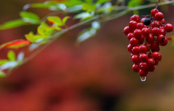 Picture nature, berries, drop, bunch