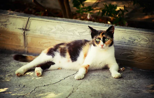Cat, look, pose, the fence, lies, face, the sidewalk, green eyes