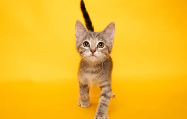 Picture Look, Kitty, Kitten, Funny, Funny, Pets, Face, Yellow background