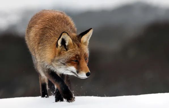 Winter, nature, Fox