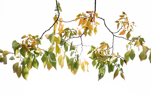 Leaves, branches, nature