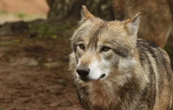 Nature, predator, animal, wolf, wildlife, portrait, portrait., Canis lupus. face