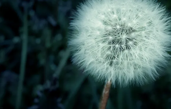 Picture grass, dandelion