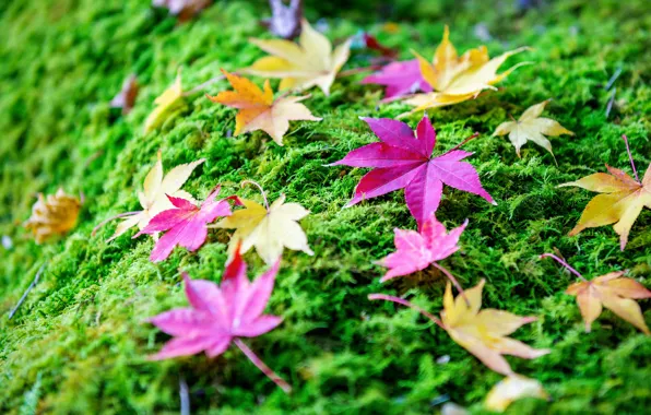 Autumn, grass, leaves, background, colorful, grass, maple, autumn