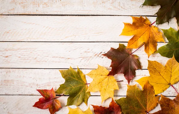 Picture autumn, leaves, background, colorful, maple, wood, autumn, leaves