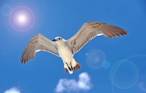 Bird, wings, Seagull, beak, Blik