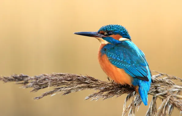 Picture look, orange, blue, background, bird, stem, sitting, Kingfisher