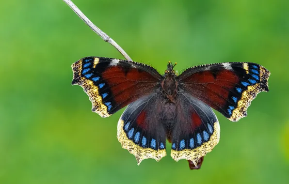 Picture macro, green, sprig, background, pattern, butterfly, insect, wings