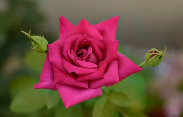 Picture macro, rose, petals, buds, bokeh
