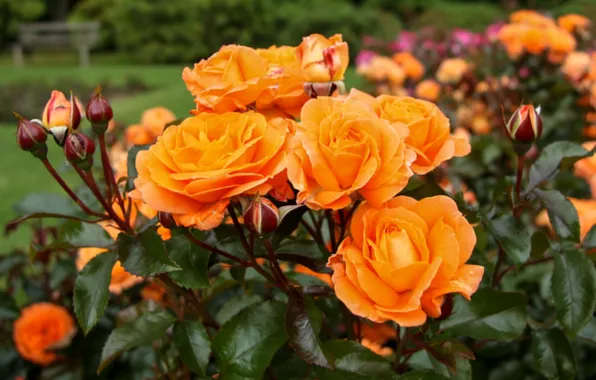 Orange, Bush, roses, buds