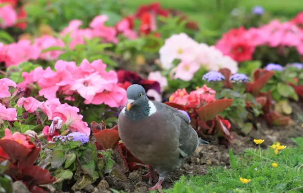 Dove, Garden, Park